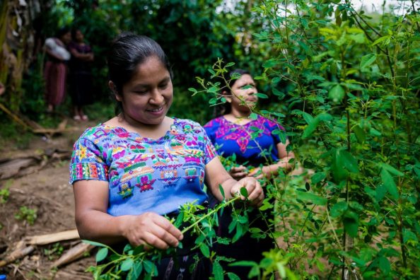 agricultura sostenible vivamos mejor guatemala